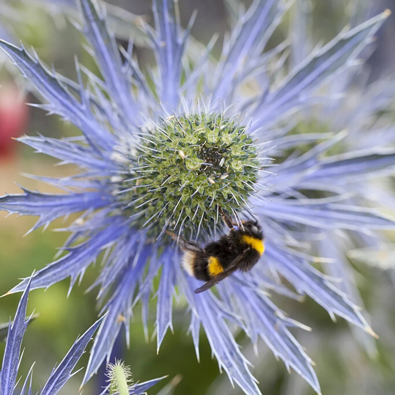 3 Sun Perennial Zyverden Blue Set 1 Holly lb Van Jos Pollinator Full of Sea Eijking Roots Plant