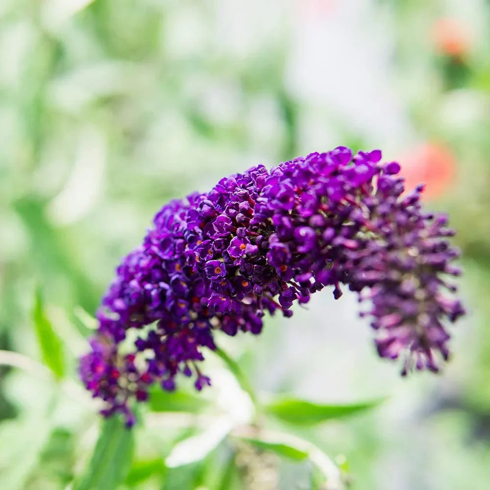 Magnet Low Butterfly - - Knight Bush Maintenance 3 Pollinator Gal. Black