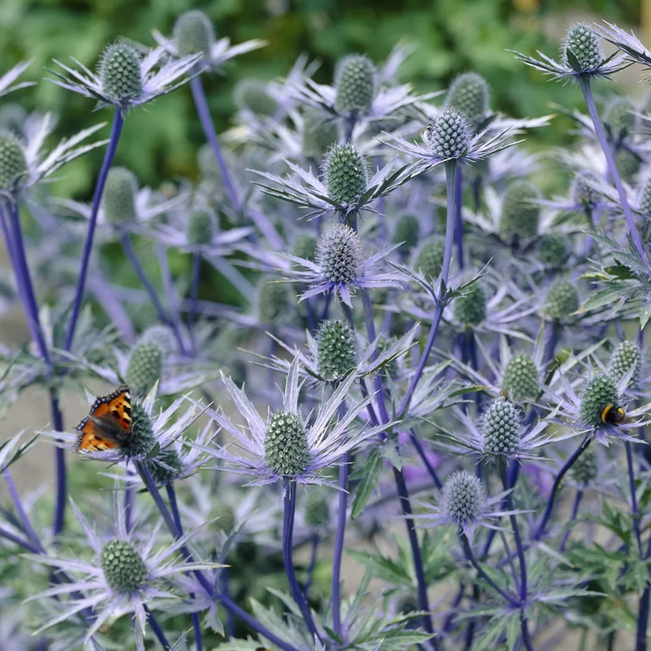 3 Sun Perennial Zyverden Blue Set 1 Holly lb Van Jos Pollinator Full of Sea Eijking Roots Plant