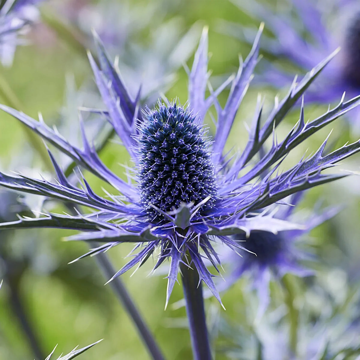3 Sun Perennial Zyverden Blue Set 1 Holly lb Van Jos Pollinator Full of Sea Eijking Roots Plant