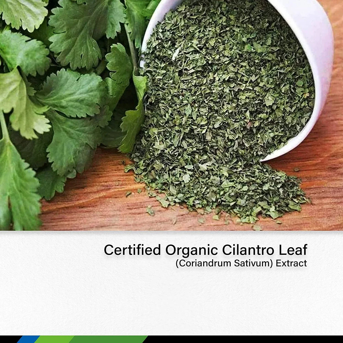Drops Free & for 2 Coriandrum HERBS Alcohol - Liquid MAUWE Sativum Cilantro Extract fl. - Detox Leaf Oz - Tincture Cleansing Supplement Organic Cilantro Cilantro Body